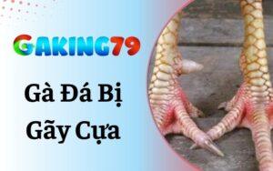 Gà Đá Bị Gãy Cựa