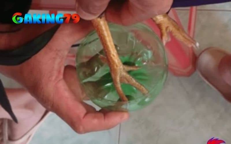 Cách điều trị gà bị ké chậu bằng vôi và mật ong Cách điều trị gà bị ké chậu bằng vôi và mật ong