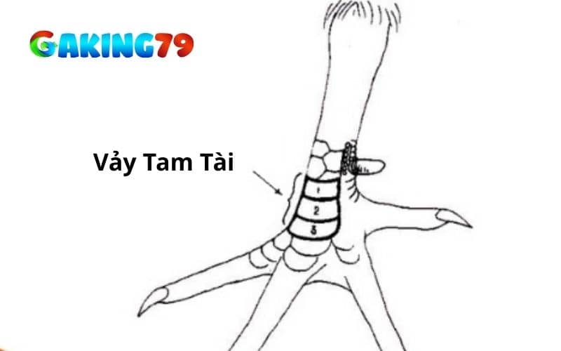 Cách nhận biết vảy tam tài qua hình dạng, vị trí mọc vảy và số lượng vảy Cách nhận biết vảy tam tài qua hình dạng, vị trí mọc vảy và số lượng vảy