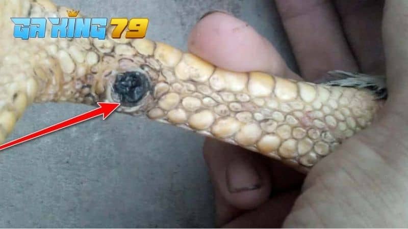 Cựa gà giống như móng tay người nên khi có tác động mạnh cựa sẽ dễ bị gãy