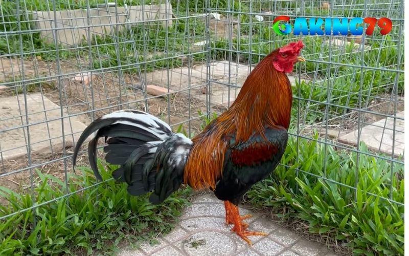Điều chỉnh chế độ ăn giúp gà giảm cân mà không mất sức Điều chỉnh chế độ ăn giúp gà giảm cân mà không mất sức