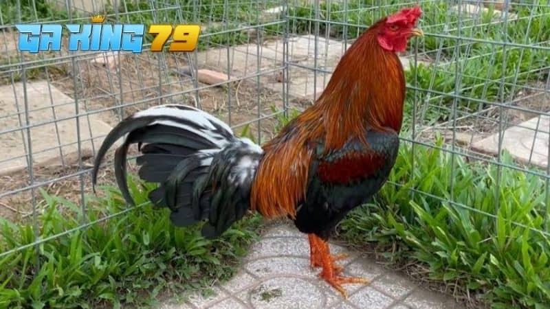 Điều chỉnh chế độ ăn hợp lý giúp gà giảm cân mà không mất sức