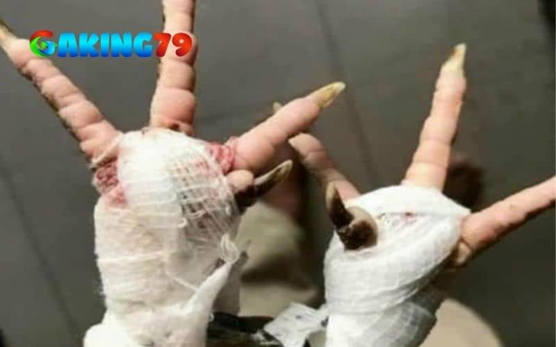 Điều trị gà bị ké chậu bằng cách mổ lấy ké Điều trị gà bị ké chậu bằng cách mổ lấy ké