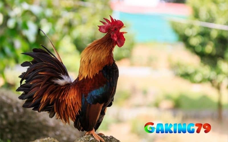 Điều trị gà đá ít gáy do bệnh lý Điều trị gà đá ít gáy do bệnh lý
