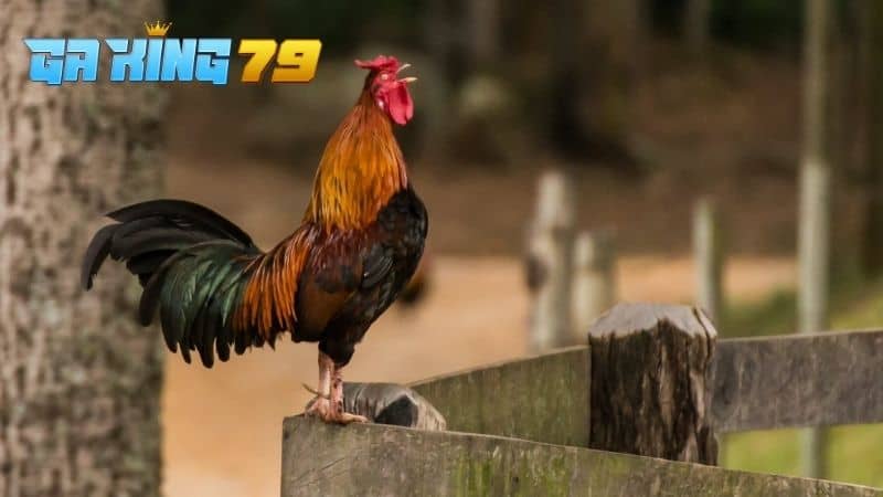 Điều trị gà đá ít gáy do tâm lý hoặc môi trường sống