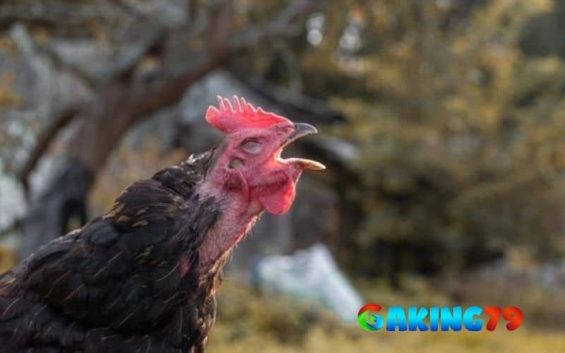 Điều trị gà đá ít gáy do tâm lý hoặc môi trường sống Điều trị gà đá ít gáy do tâm lý hoặc môi trường sống