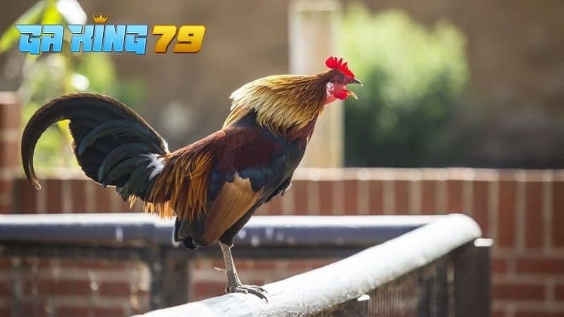 Điều trị gà đá ít gáy do bệnh lý