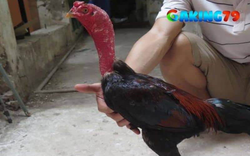 Đôi chân của gà tía Đôi chân của gà tía