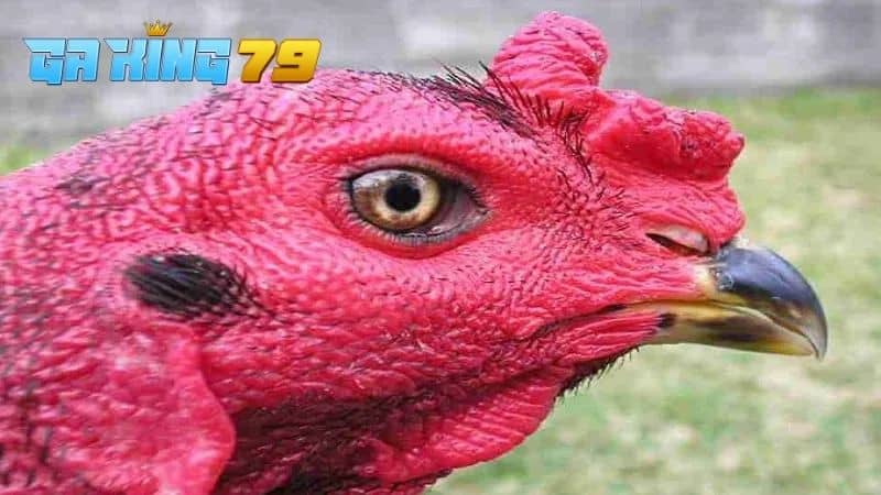 Đôi mắt của GÀ Tía