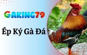 Ép Ký Gà Đá