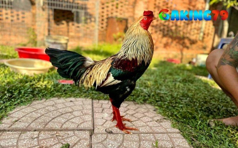 Ép ký gà đá sẽ có nhiều lợi ích trong thi đấu Ép ký gà đá sẽ có nhiều lợi ích trong thi đấu