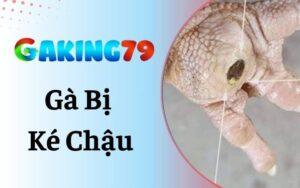Gà Bị Ké Chậu