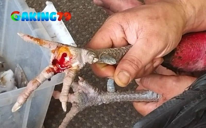 Gà bị ké chậu là hiện tượng viêm nhiễm ở chân gà Gà bị ké chậu là hiện tượng viêm nhiễm ở chân gà