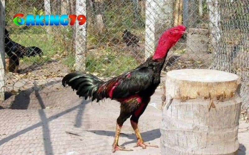 Gà bị lậu đế có 2 giai đoạn và mỗi giai đoạn điều là mức ảnh hưởng khác nhau
