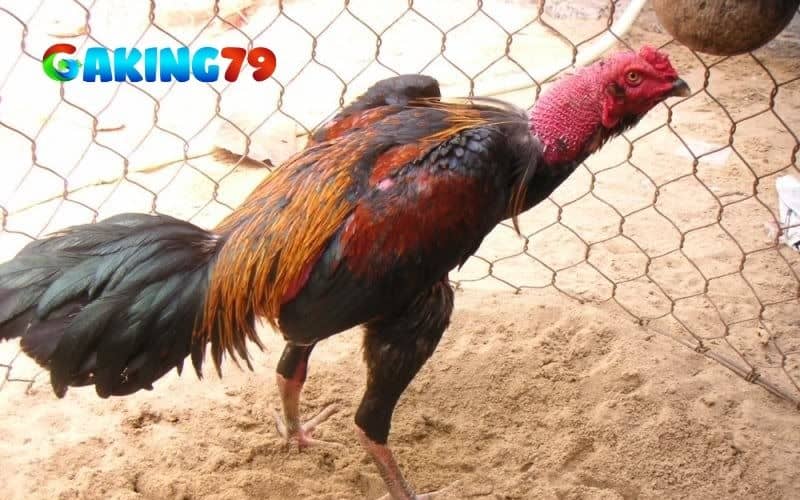 Gà bị lậu đế là chiến đấu thua khi giành thứ hạng trong đàn gà