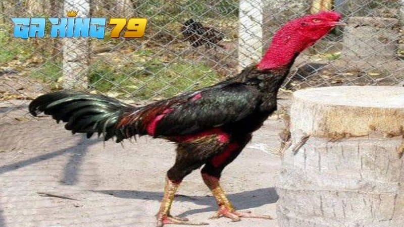 Gà bị lậu đế thường có 2 giai đoạn và mỗi giai đoạn điều là mức ảnh hưởng khác nhau