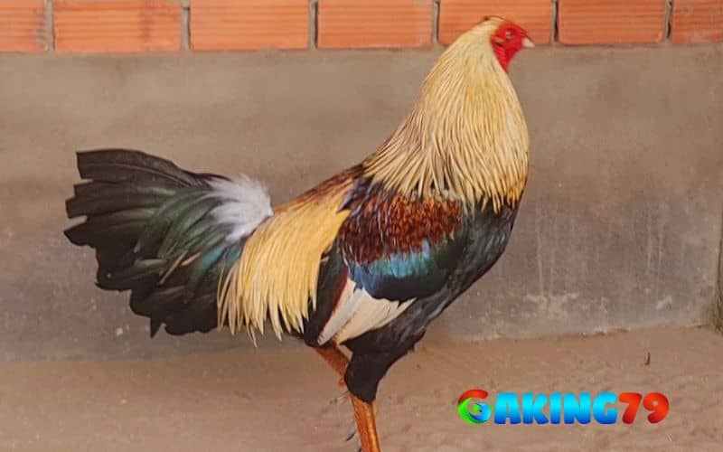 Gà chuối của Phúc Bình Dương Gà chuối của Phúc Bình Dương