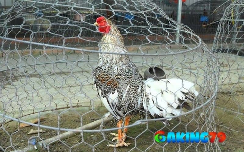 Gà cú của Phúc Bình Dương Gà cú của Phúc Bình Dương