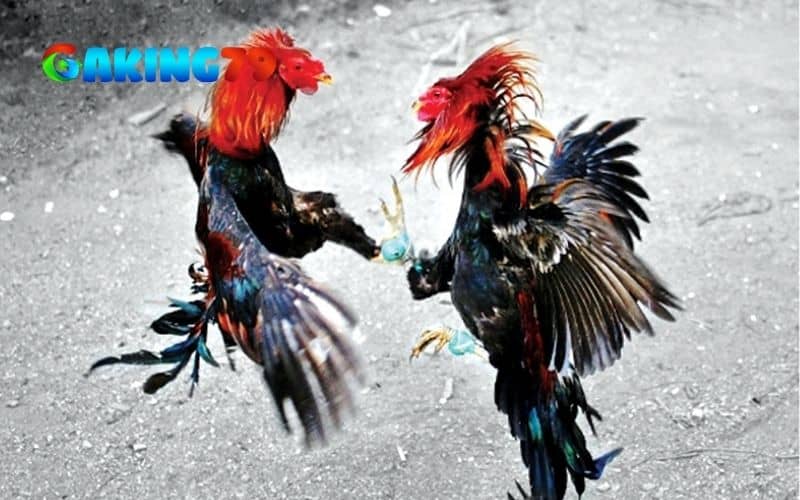 Gà đá được vấn đúng cách sẽ có nhiều lợi ích trong thi đấu Gà đá được vấn đúng cách sẽ có nhiều lợi ích trong thi đấu