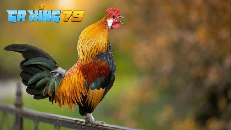 Gà đá ít gáy có thể do nhiều nguyên nhân khác nhau