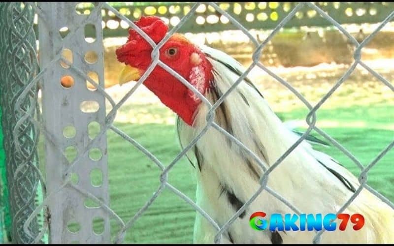 Gà đá ít gáy có thể là do chưa căng lửa Gà đá ít gáy có thể là do chưa căng lửa