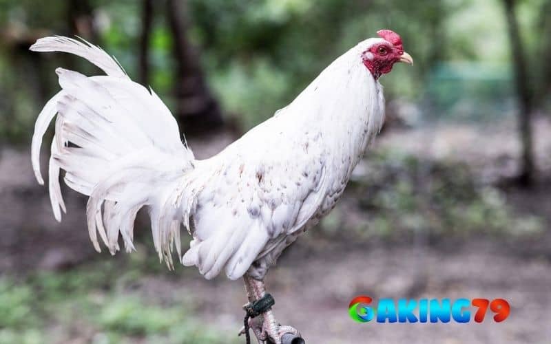 Gà đá ít gáy có thể là do nhiều nguyên nhân khác nhau Gà đá ít gáy có thể là do nhiều nguyên nhân khác nhau