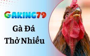 Gà Đá Thở Nhiều