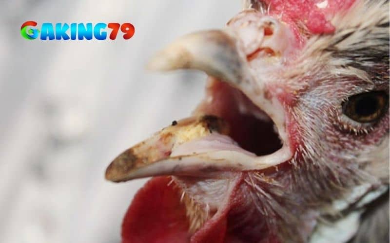 Gà thời nhiều có thể là do kiệt sức sau thi đấu hoặc mắc các bệnh về hô hấp Gà thời nhiều có thể là do kiệt sức sau thi đấu hoặc mắc các bệnh về hô hấp