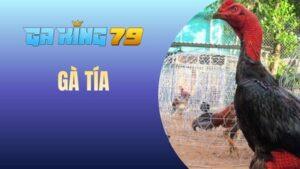 Gà Tía