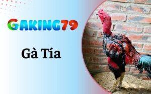 Gà tía