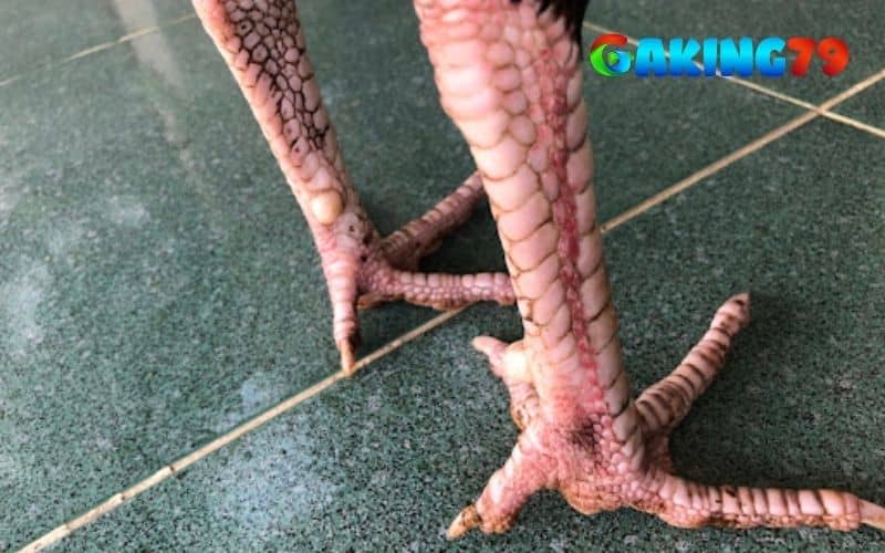Gà tía chân trắng Gà tía chân trắng