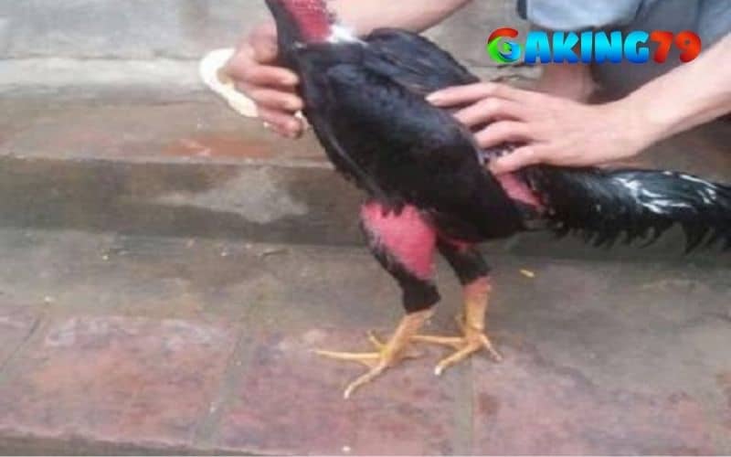 Gà tía chân vàng Gà tía chân vàng