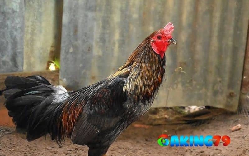 Gà xám triệu đô của Phúc Bình Dương Gà xám triệu đô của Phúc Bình Dương