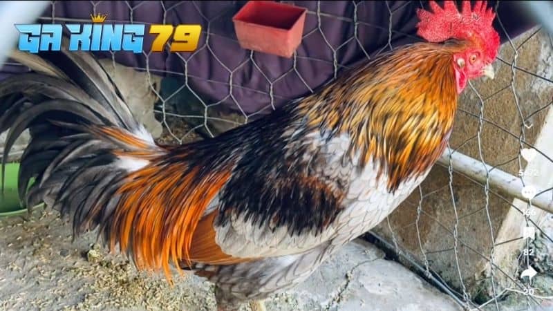 Gà xám triệu đô trong trại gà Phúc Bình Dương