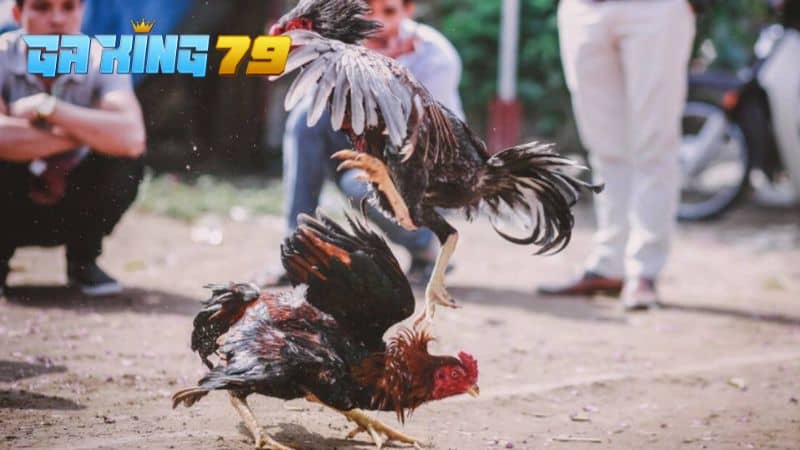 Giai đoạn vần gà đá là từ 12 tháng tuổi trở lên