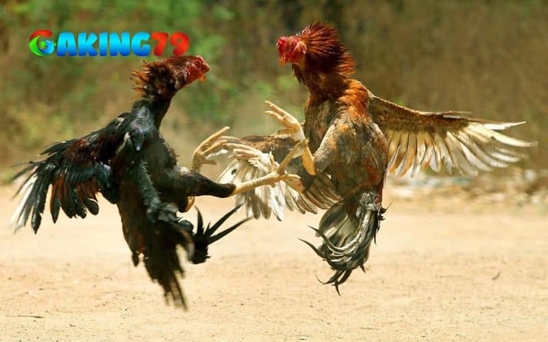 Giai đoạn vần gà đá từ 12 tháng tuổi trở lên Giai đoạn vần gà đá từ 12 tháng tuổi trở lên