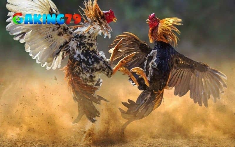 Giai đoạn vần gà đá từ 3 tháng tuổi đến 6 tháng tuổi Giai đoạn vần gà đá từ 3 tháng tuổi đến 6 tháng tuổi