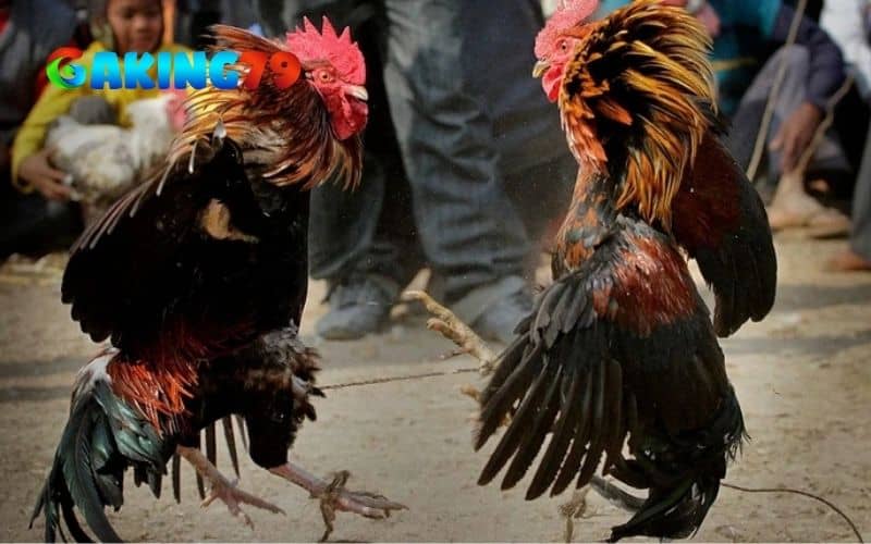 Giai đoạn vần gà từ 6 tháng tuổi đến 12 tháng tuổi Giai đoạn vần gà từ 6 tháng tuổi đến 12 tháng tuổi
