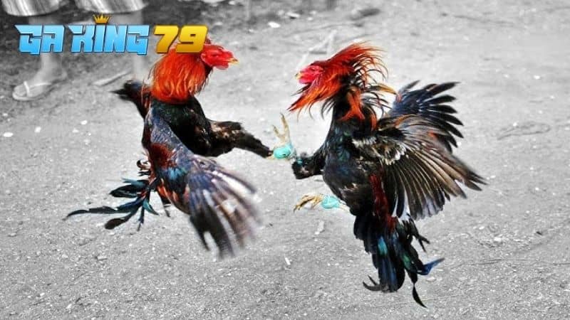 Khi gà đá được vần đúng cách sẽ có nhiều lợi ích trong thi đấu