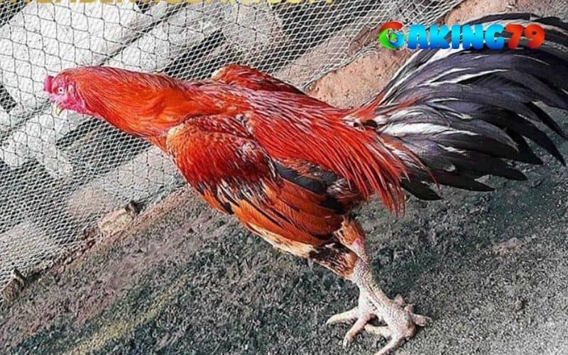 Mắt của gà tía Mắt của gà tía