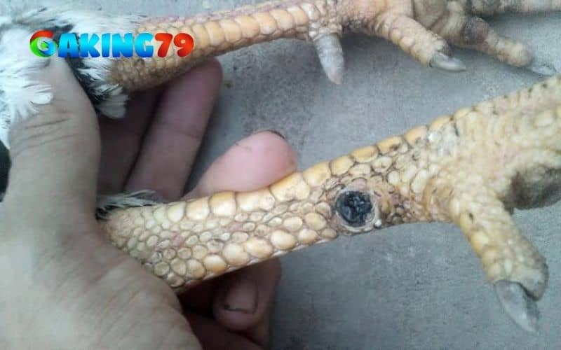 Nếu gà đá bị gãy cựa không được điều trị đúng cách có thể bị hoại tử hoặc nhiễm trùng
