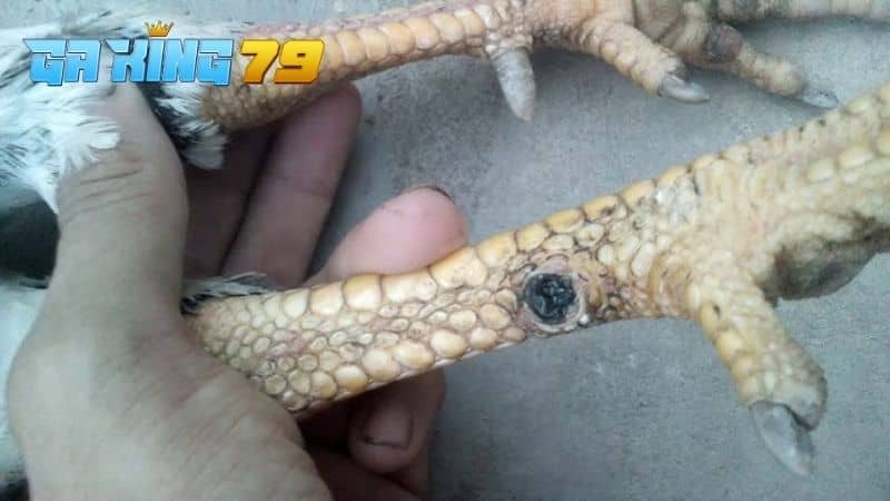 Nếu gà đá bị gãy cựa không được điều trị đúng cách thì có thể bị hoại tử hoặc nhiễm trùng