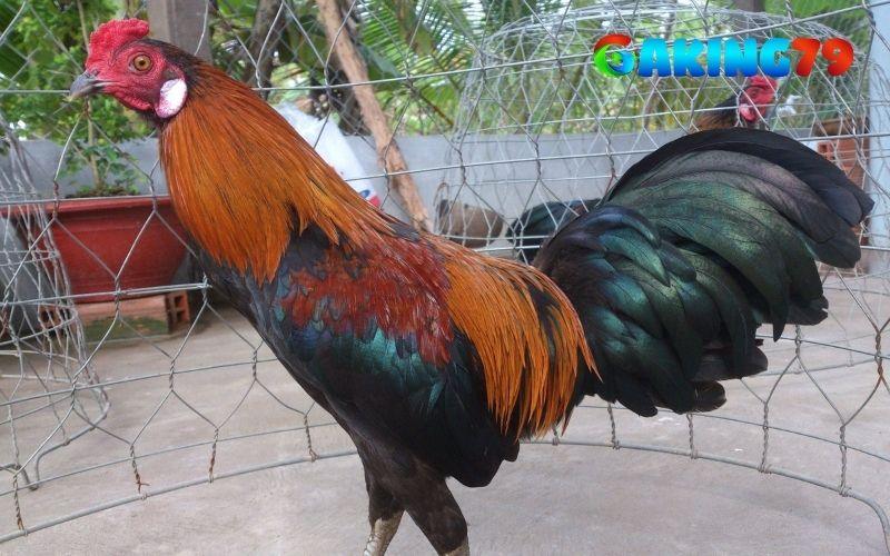 Tập luyện cũng là cách giúp ép ký gà đá hiệu quả Tập luyện cũng là cách giúp ép ký gà đá hiệu quả