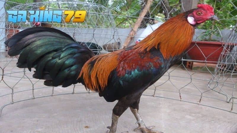 Tập luyện cũng là một cách giúp ép ký gà đá hiệu quả