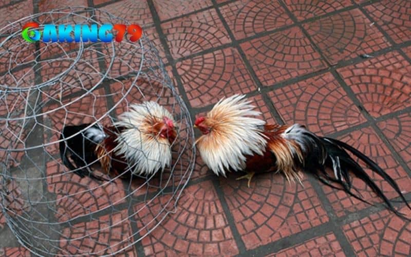 Tập luyện là cách giúp gà có sức bền ít thở nhiều khi thi đấu Tập luyện là cách giúp gà có sức bền ít thở nhiều khi thi đấu