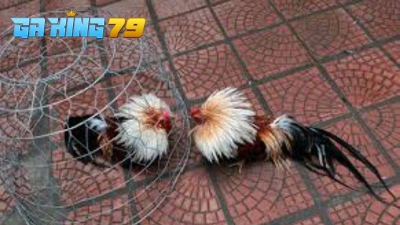 Tập luyện là một cách giúp gà có sức bền nhiều khi thi đấu