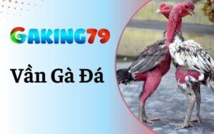 Vần Gà Đá