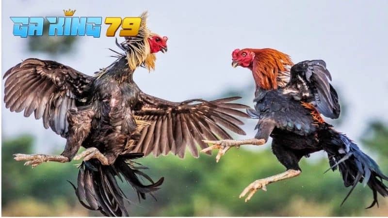 Vần gà đá sẽ giúp cho gà nâng cao thể lực và kinh nghiệm trước khi thi đấu