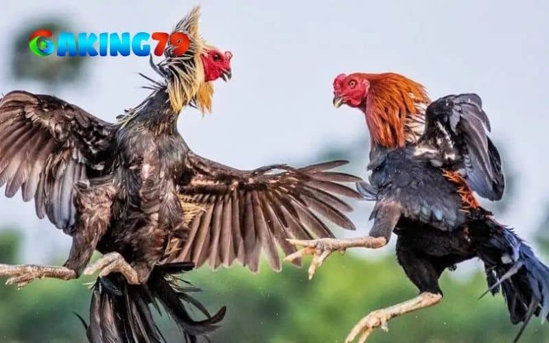 Vần gà đá sẽ giúp gà nâng cao thể lực và kinh nghiệm trước khi thi đấu Vần gà đá sẽ giúp gà nâng cao thể lực và kinh nghiệm trước khi thi đấu
