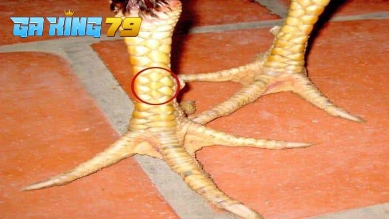 Vảy tam tài là gà sở hữu ba vảy xếp liền mạch nhau và mọc ở bất kỳ vị trí nào trên chân